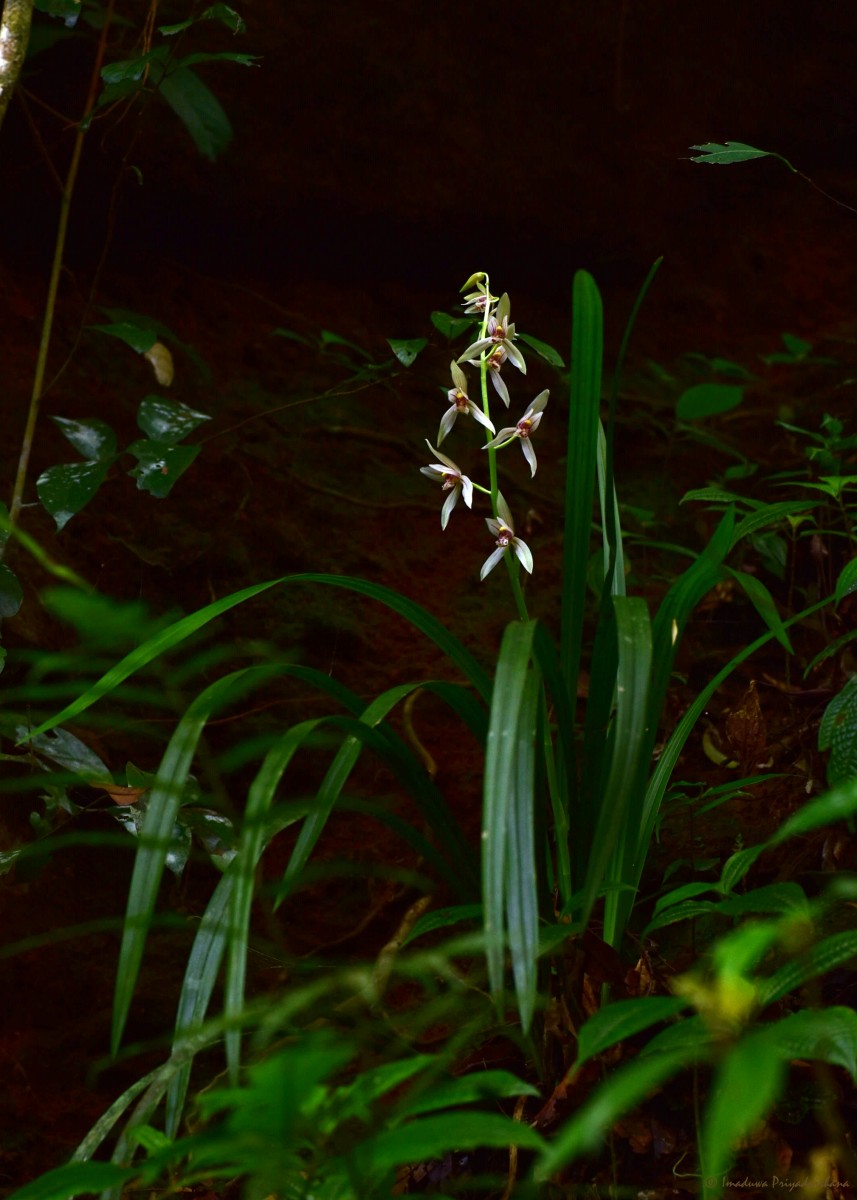 Cymbidium haematodes Lindl.